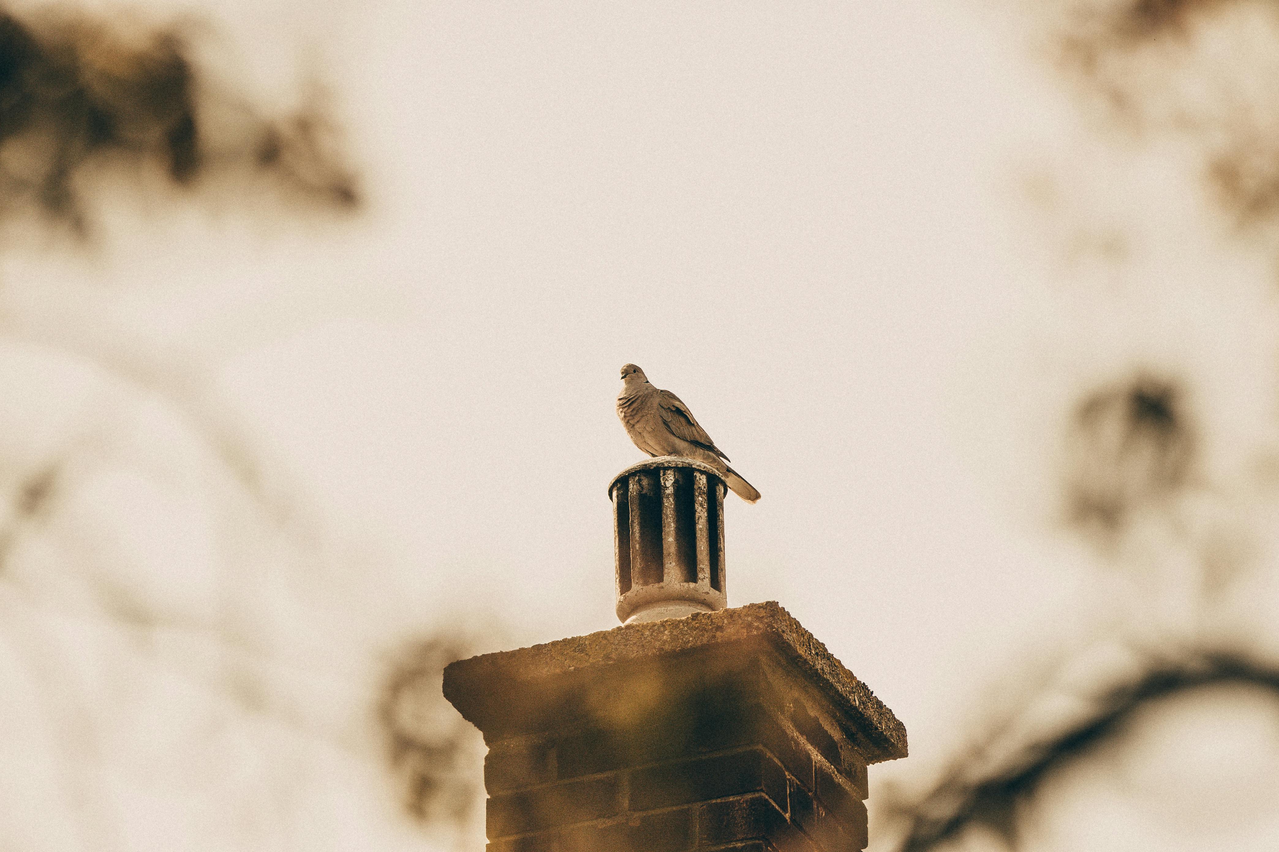 Professional Chimney Cap and Damper In Long Grove Illinois